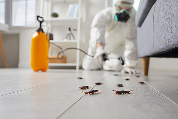 Post-Treatment Bed Bug Interceptor Monitoring in New Port Richey East
